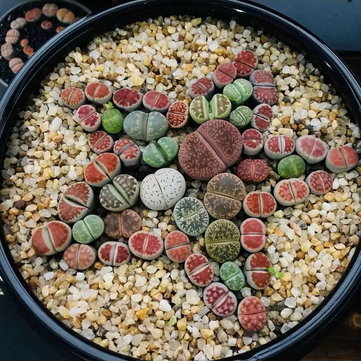 1pc-250g Natural Crystals Grav - đánh giá và giá Aquarium Plant Gravel