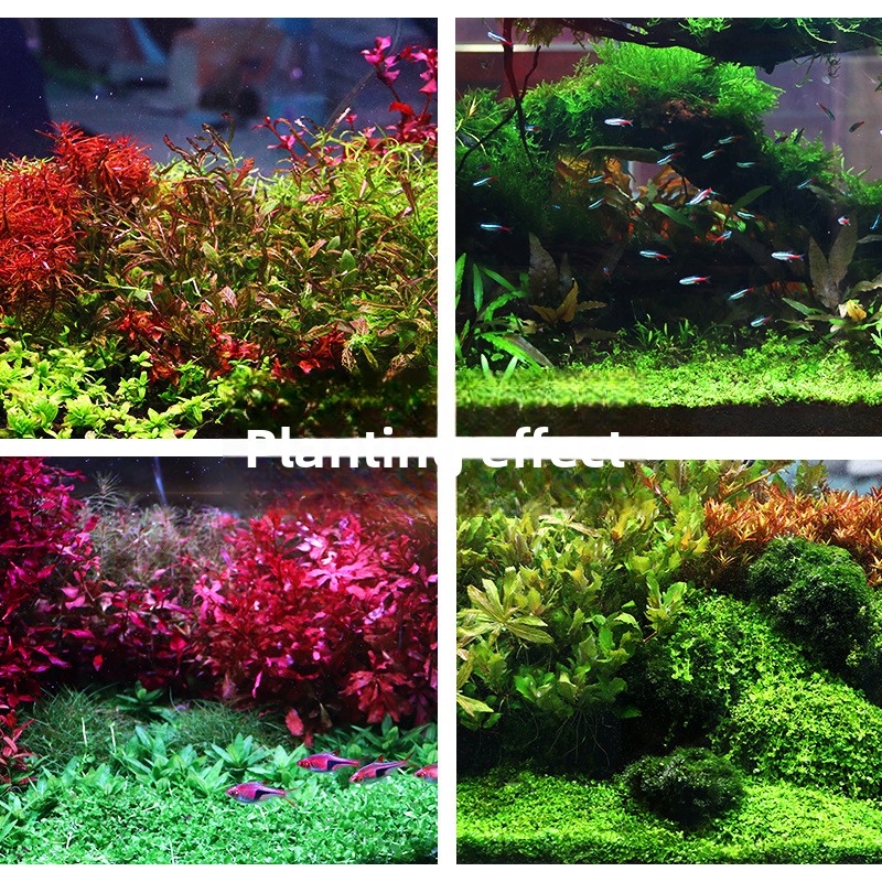 SYSENCIAGA Planted Aquarium Su - đánh giá và giá Aquarium Planted Tank Soil