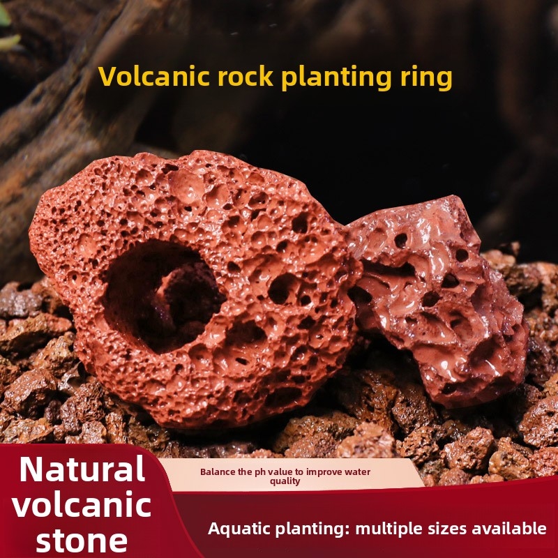 Red Lava Rock Planting Ring –  - đánh giá và giá Planted Aquarium Carpet Plant