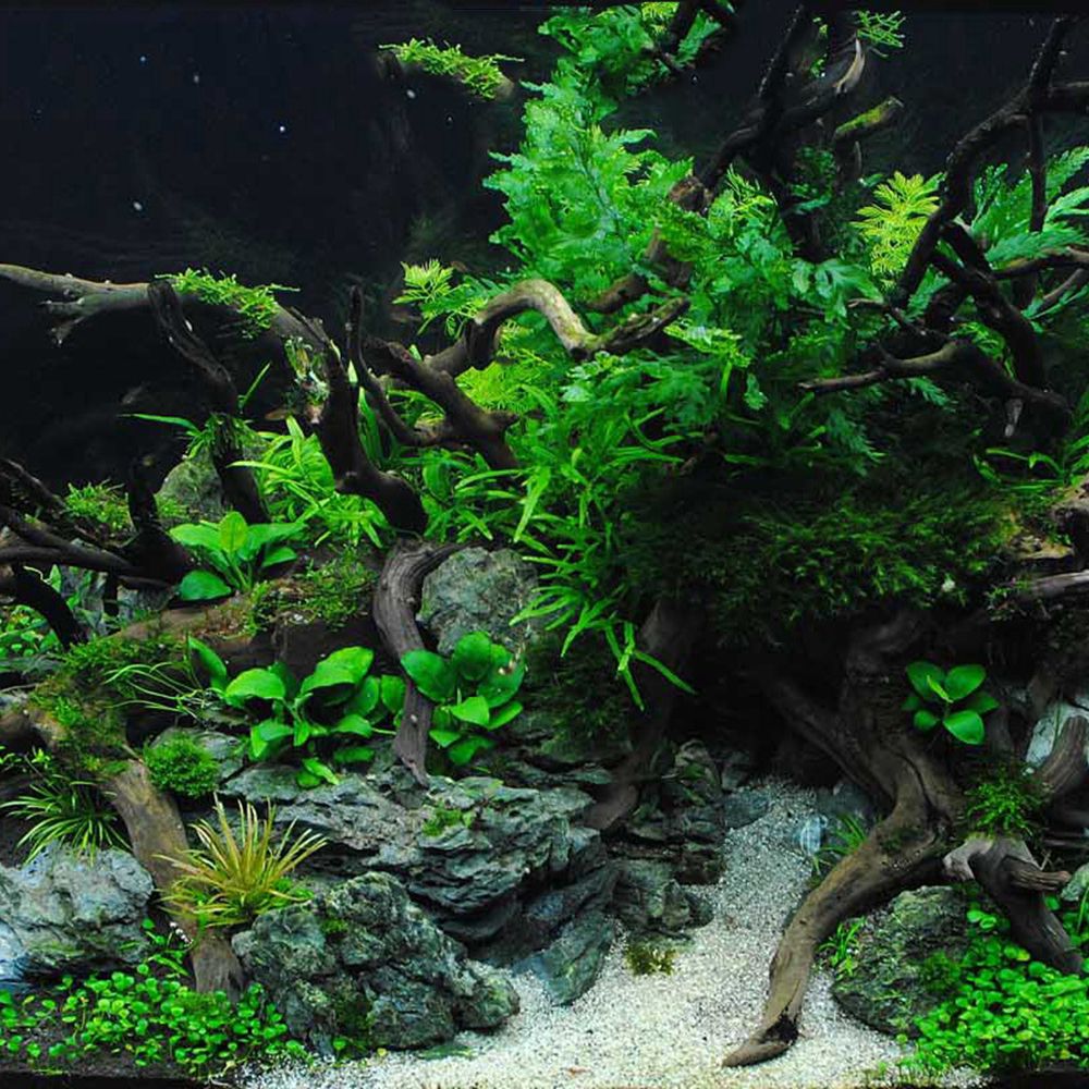 1 Pcs Wood Reptile Fish Tank O - đánh giá và giá Aquarium Planted Wood
