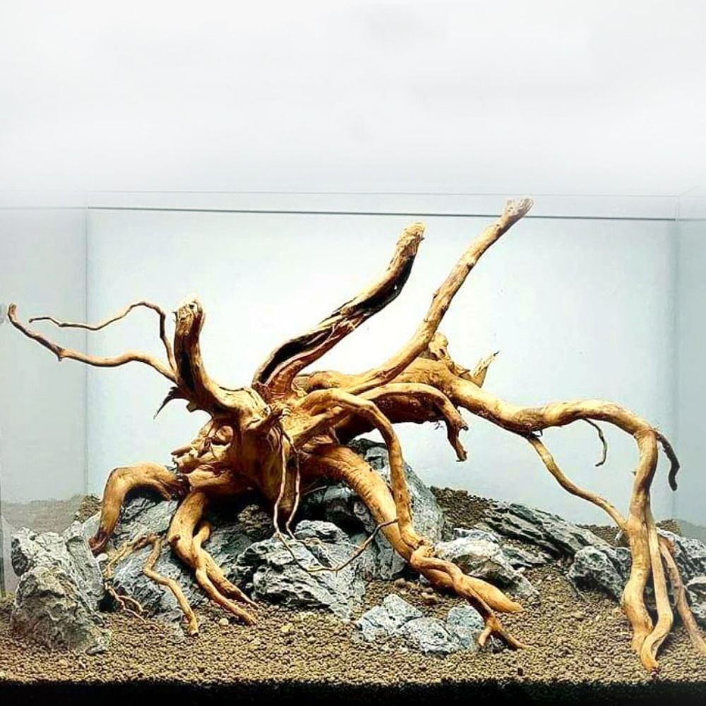 20-25CM Large Aquarium Driftwo - đánh giá và giá Aquarium Planted Wood