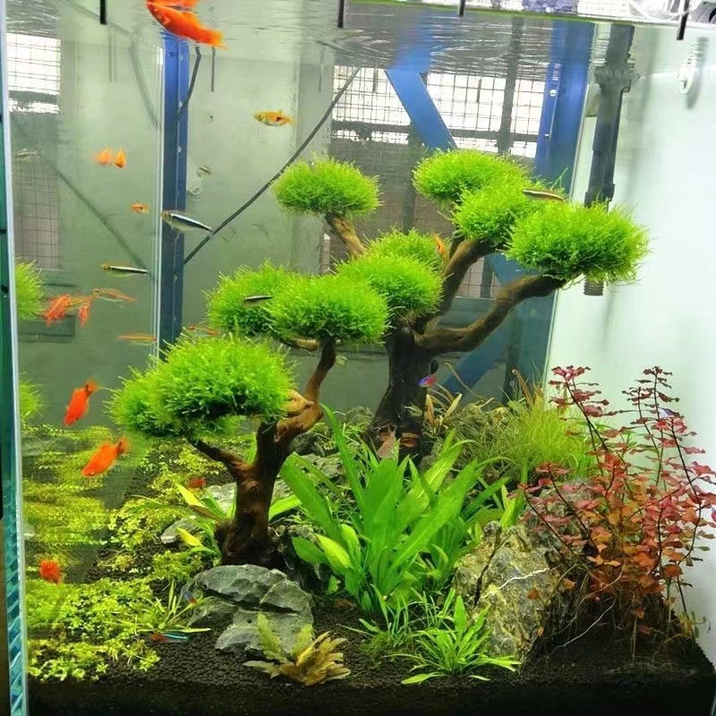 Fish tank greening wood frame  - đánh giá và giá Aquarium Planted Wood