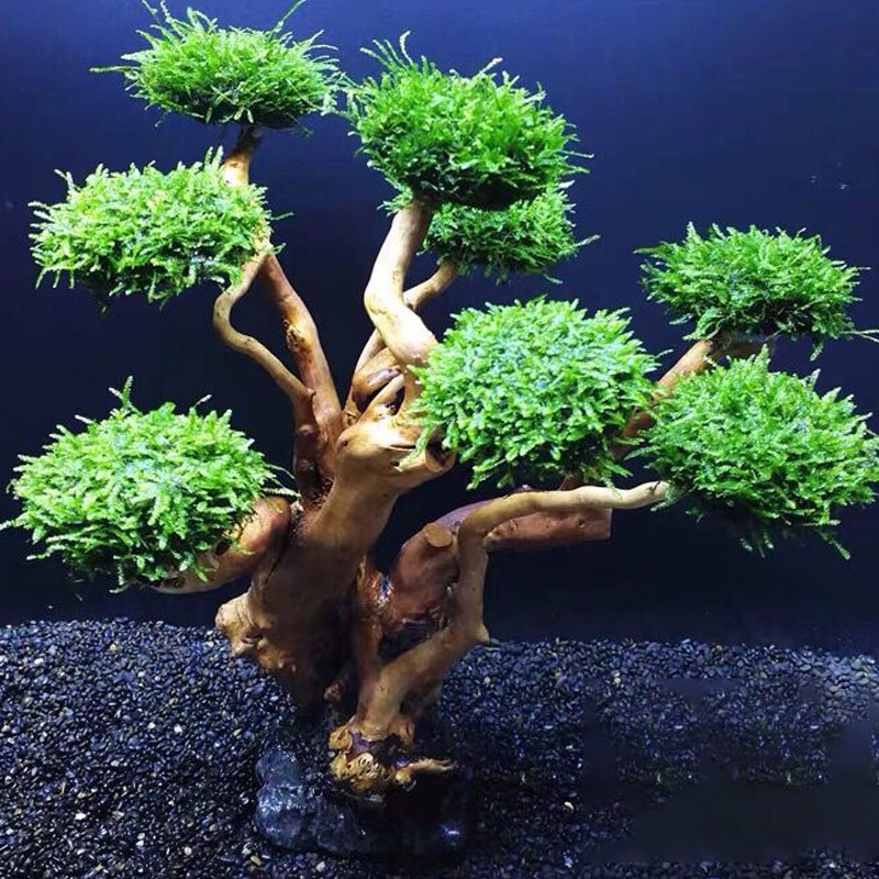 Fish tank greening wood frame  - đánh giá và giá Aquarium Planted Wood
