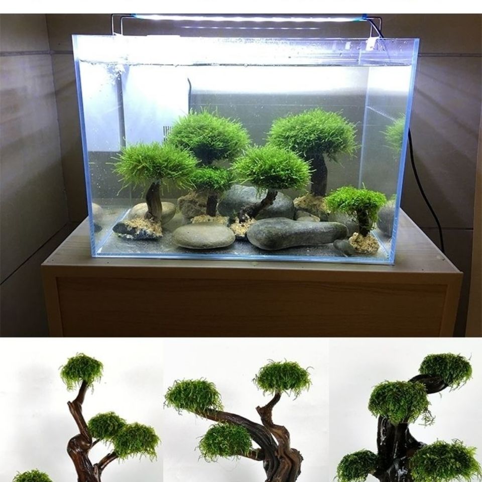 Fish tank greening wood frame  - đánh giá và giá Aquarium Planted Wood