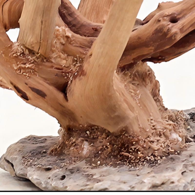 1 Bể Cá Cảnh Quan Gỗ Đồ Trang  - đánh giá và giá Aquarium Planted Wood
