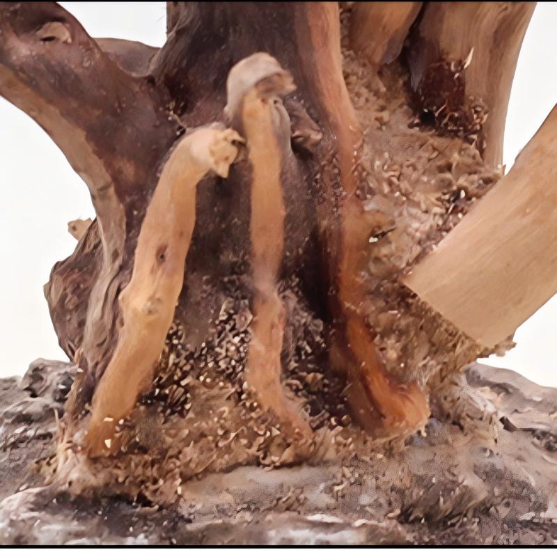 1 Bể Cá Cảnh Quan Gỗ Đồ Trang  - đánh giá và giá Aquarium Planted Wood