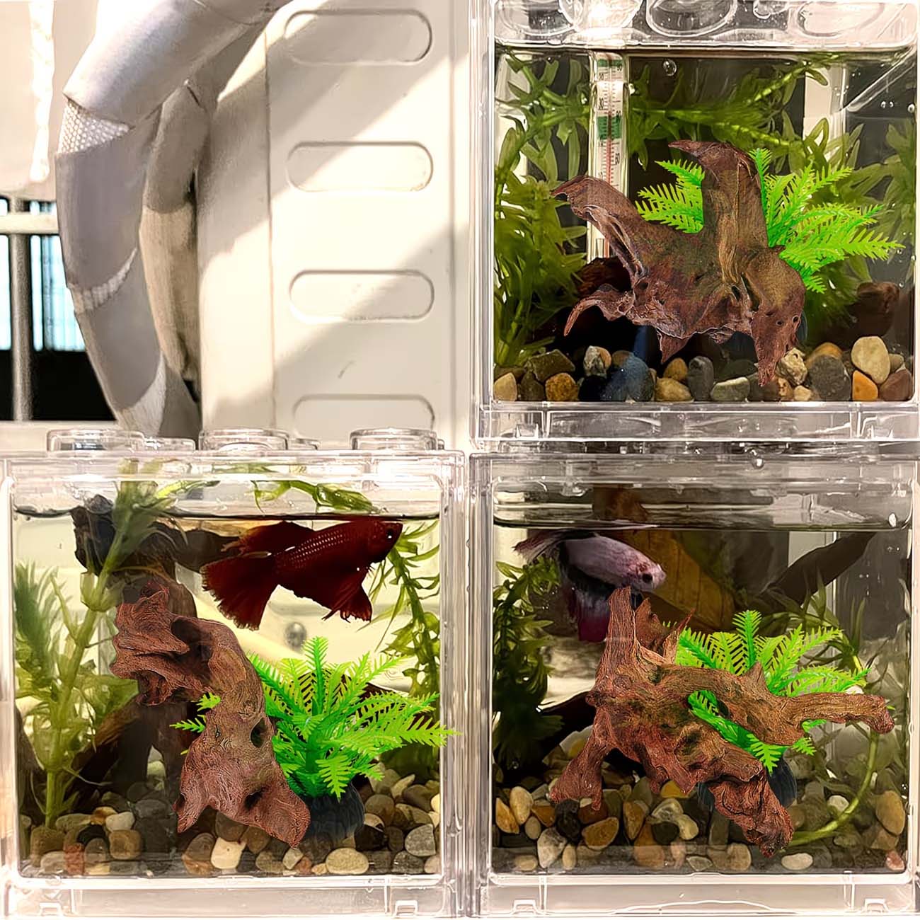 5-10CM Natural Sinkable Driftw - đánh giá và giá Aquarium Planted Wood